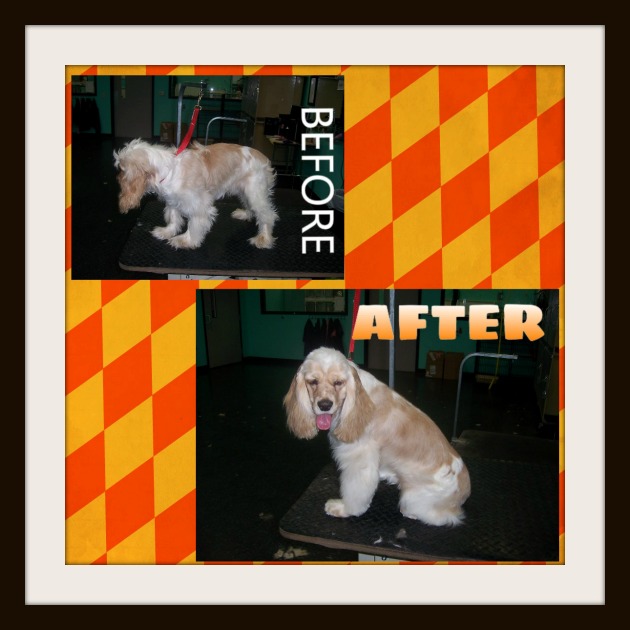 Before and After Just Four Paws Academy of Pet Styling